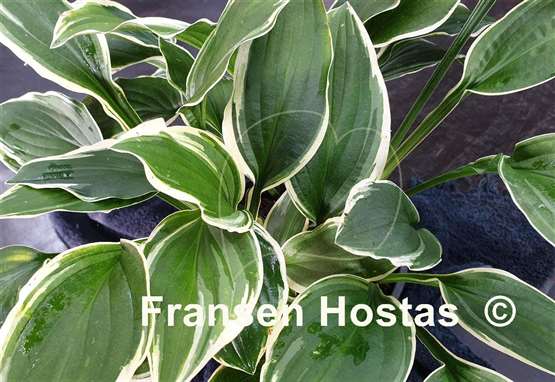 Hosta Gangster of Love